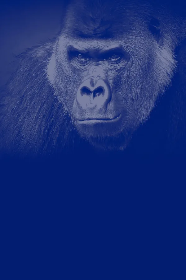 Gorilla